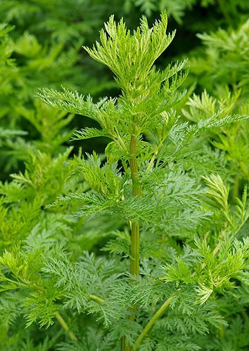 a close up view of some green plants