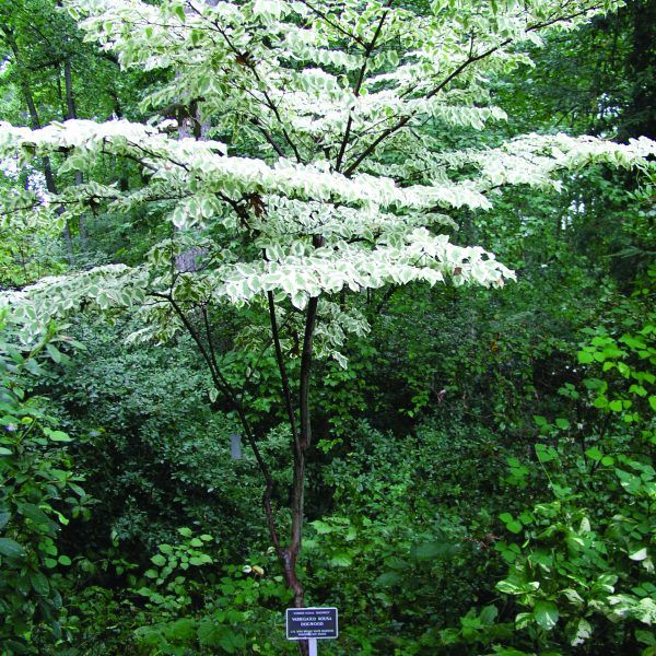 a white tree in the middle of a forest