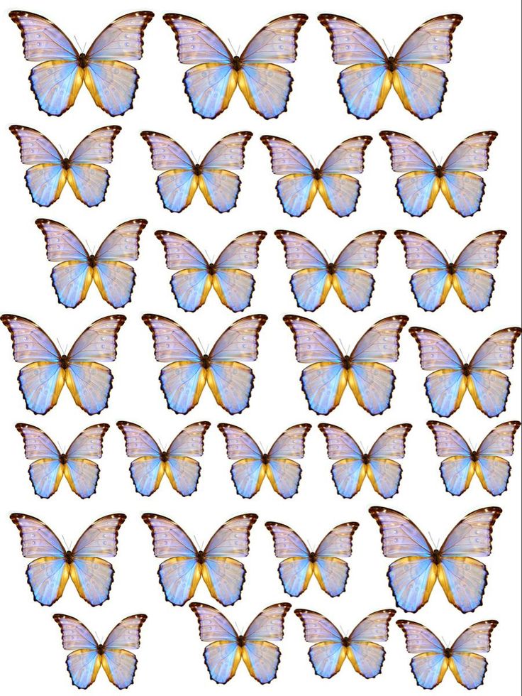 a group of blue and yellow butterflies