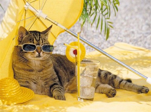 a cat wearing sunglasses laying under an umbrella next to a drink and straw hat on the beach