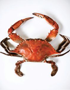 a close up of a crab on a white background