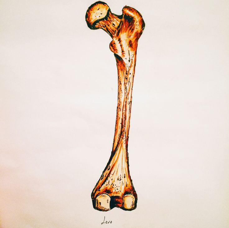 a drawing of a long bone on a white background