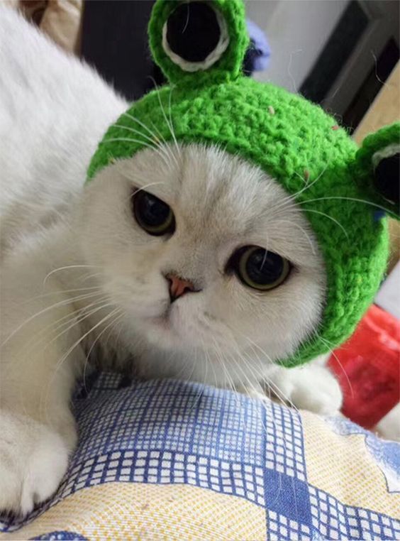 a white cat wearing a green knitted frog hat