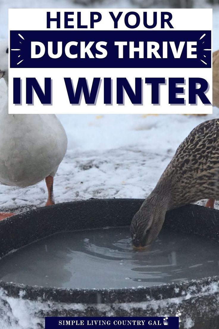 ducks drinking water from a bucket with the words help your ducks thrve in winter