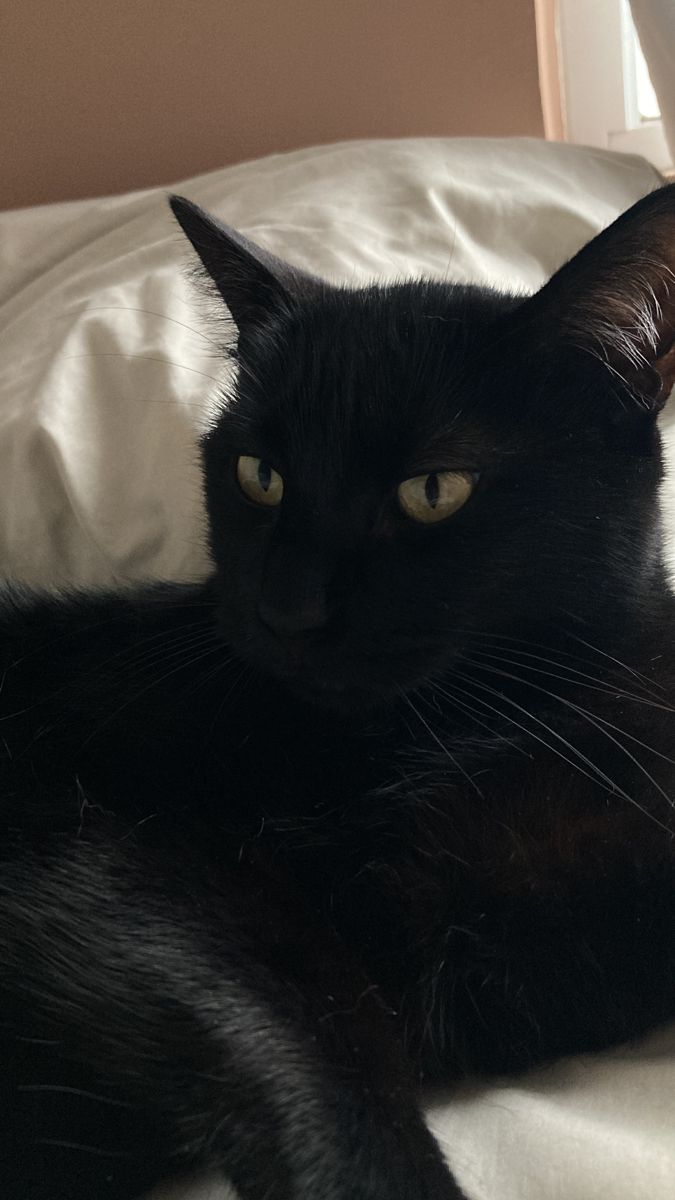 a black cat laying on top of a bed