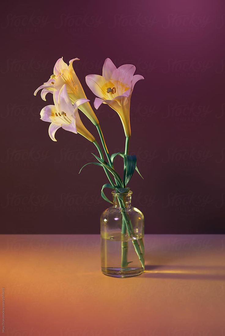 three yellow flowers in a glass vase on a table by luma studio for stocks