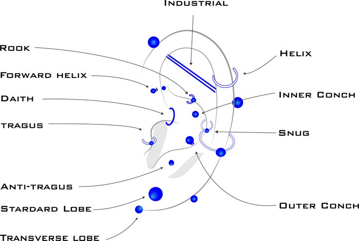 the structure of an ear and its major parts labeled in blue on a white background