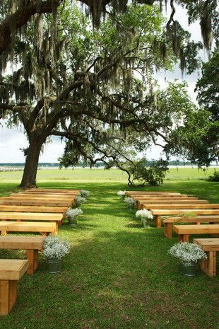 rows of wooden benches sitting under a large tree