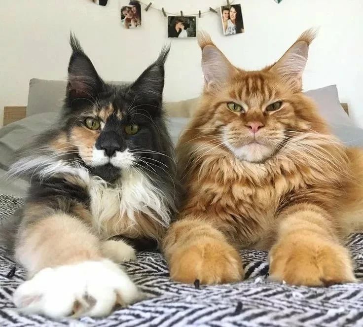 two cats laying on top of a bed next to each other with their paws up