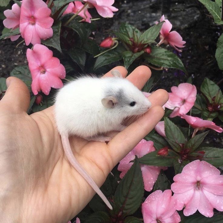 a hand holding a small white mouse in front of pink flowers