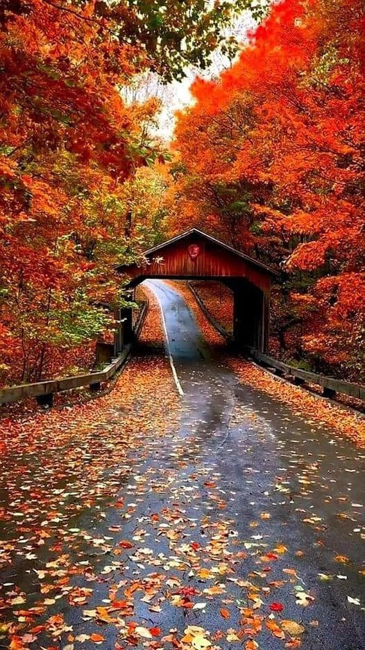 a covered bridge in the fall with leaves on the ground