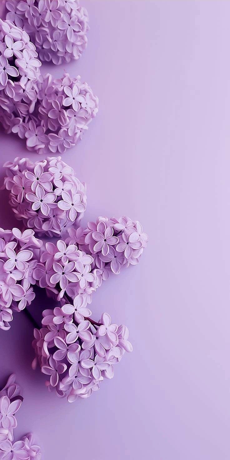 lilac flowers are arranged on a purple background