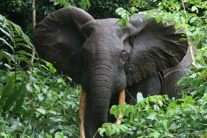 an elephant with tusks standing in the jungle