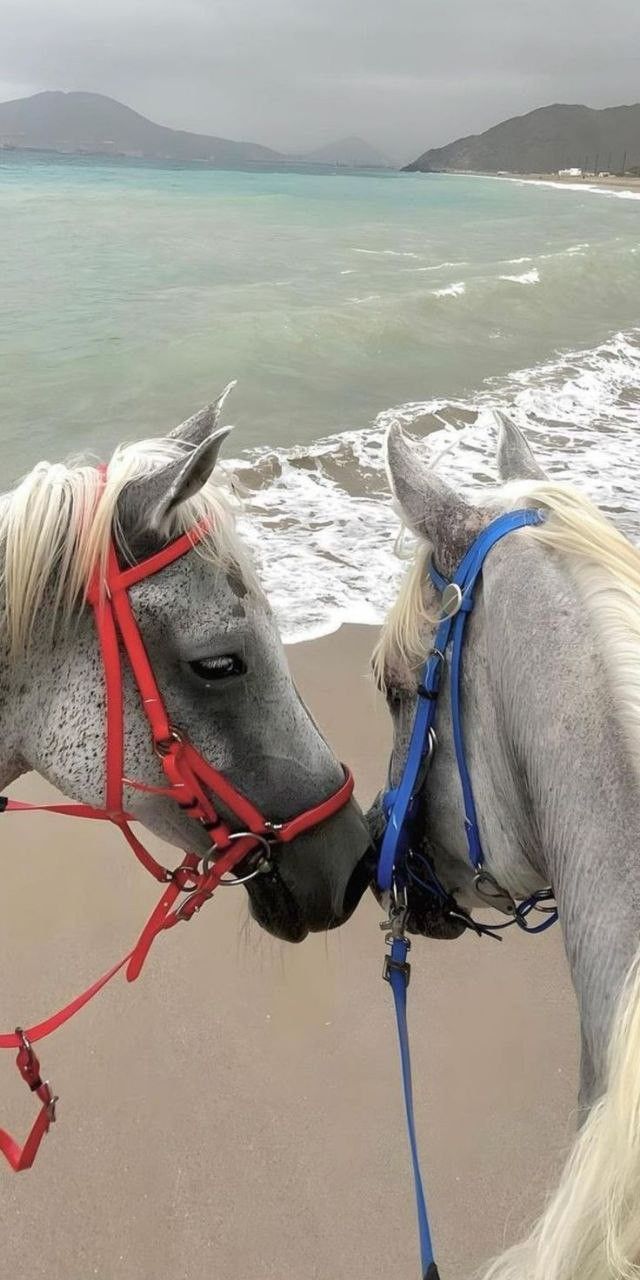 two horses are standing on the beach and facing each other with their heads close together