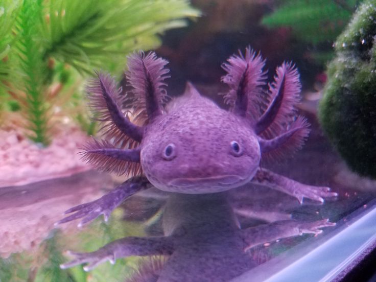 an animal that is looking at the camera with its eyes wide open and it's purple