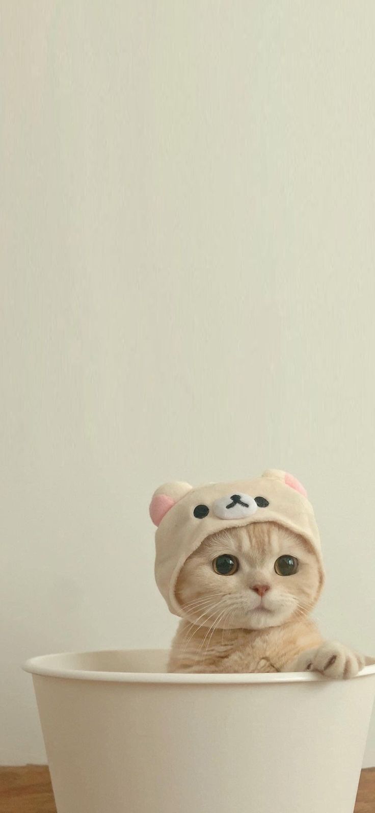 a cat wearing a hat sitting in a bowl