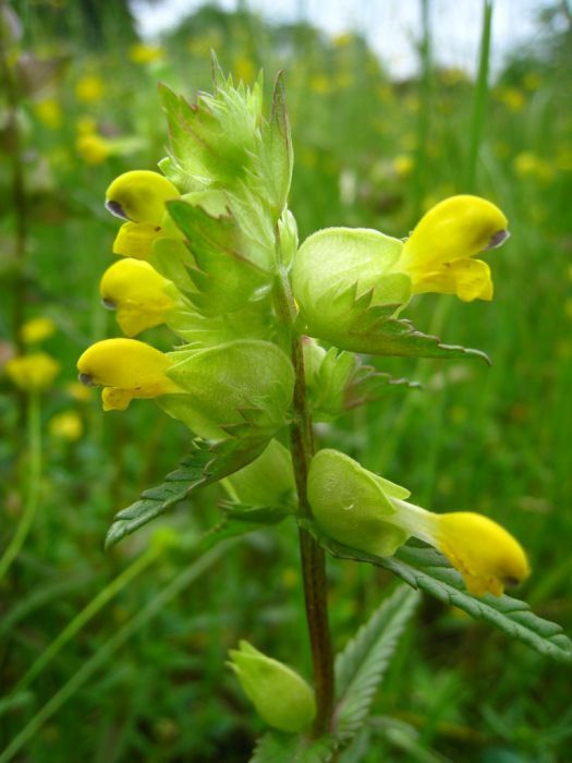 a plant with yellow flowers in the middle of some grass and other green plants behind it