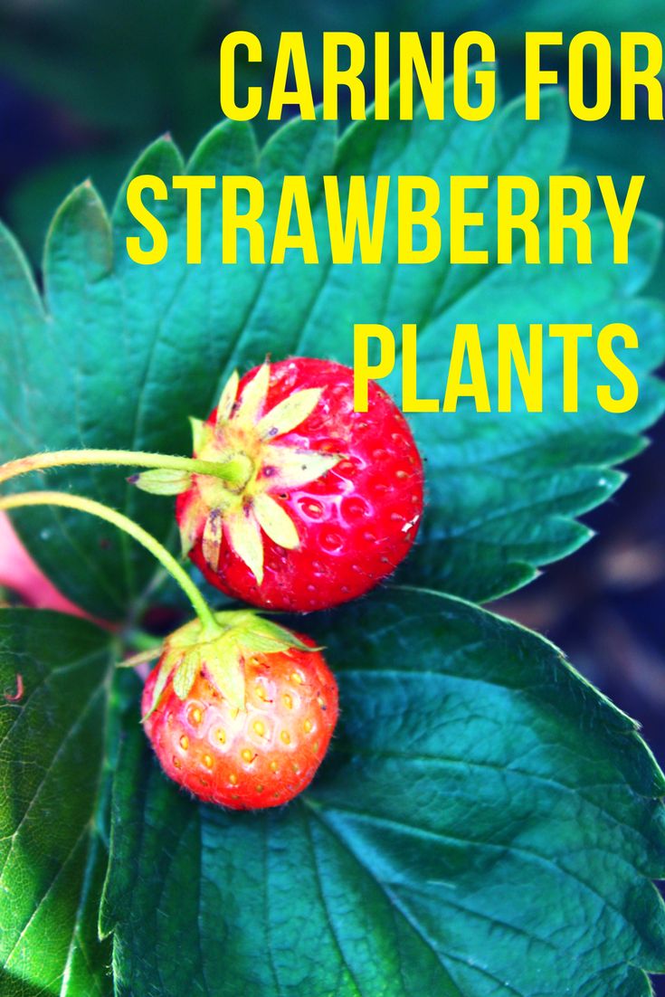 two strawberries on top of green leaves with the words caring for strawberry plants written below