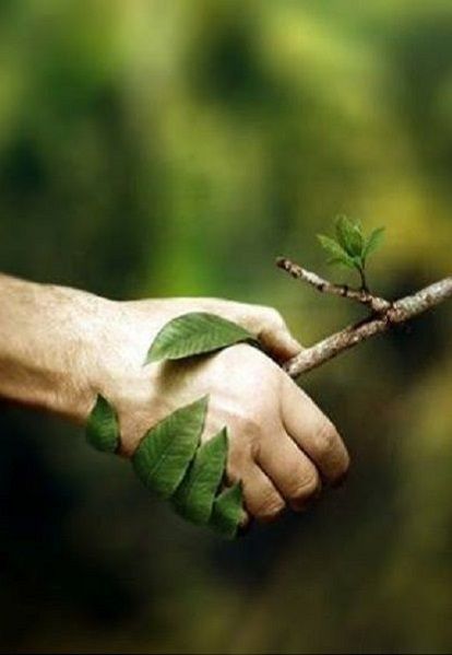 a hand holding a branch with leaves on it and the words environment friends written below