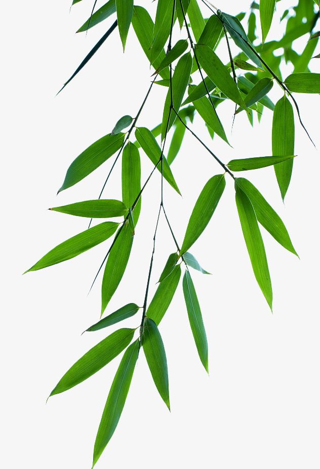 some green leaves are hanging from a tree branch in front of a white sky background