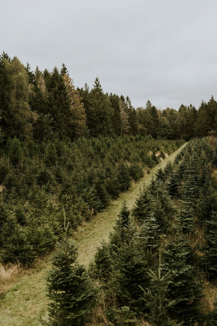 rows of christmas trees in an open field