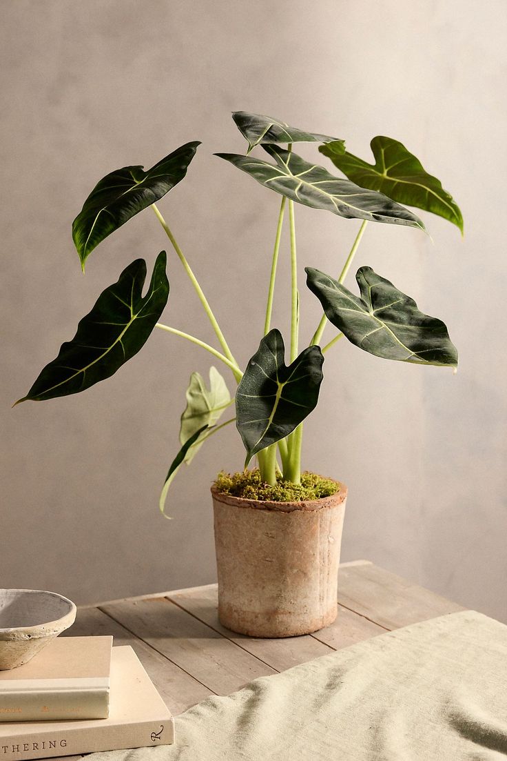 a potted plant sitting on top of a wooden table next to a stack of books