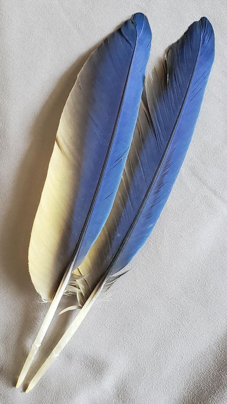 two blue and yellow feathers laying on top of a white sheeted bed spreader