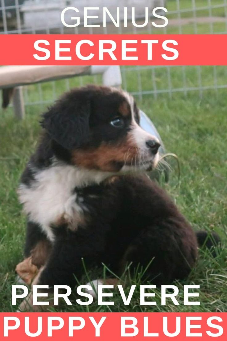 Puppy in a field Puppy Blues, Bringing Home Puppy, First Time Dog Owner, Dog Owner Tips, Puppy Checklist, Training Puppy, Crate Training Puppy, Puppy Training Tips, Getting A Puppy