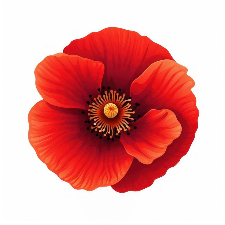 an orange flower on a white background