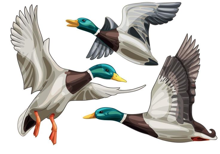 three ducks flying in the air with their wings spread