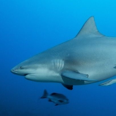 a large white shark swimming in the ocean