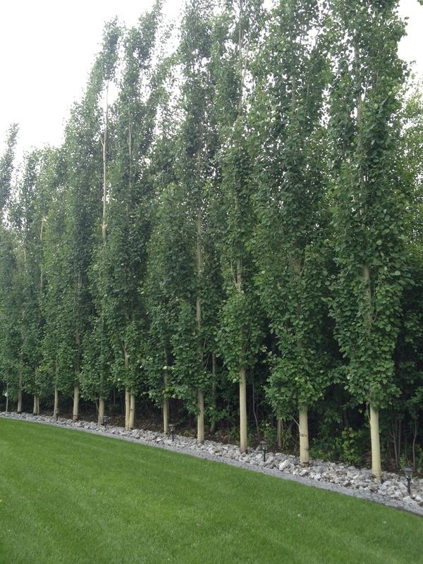 a row of trees in the middle of a grass field