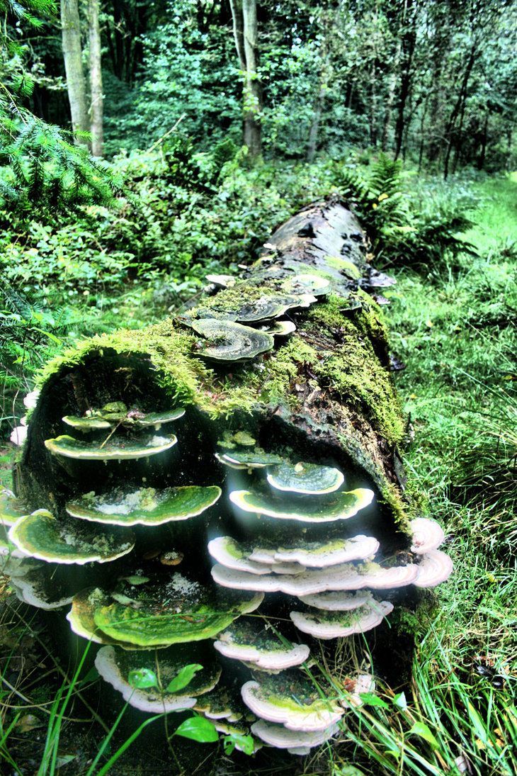 mushrooms growing on a log in the woods