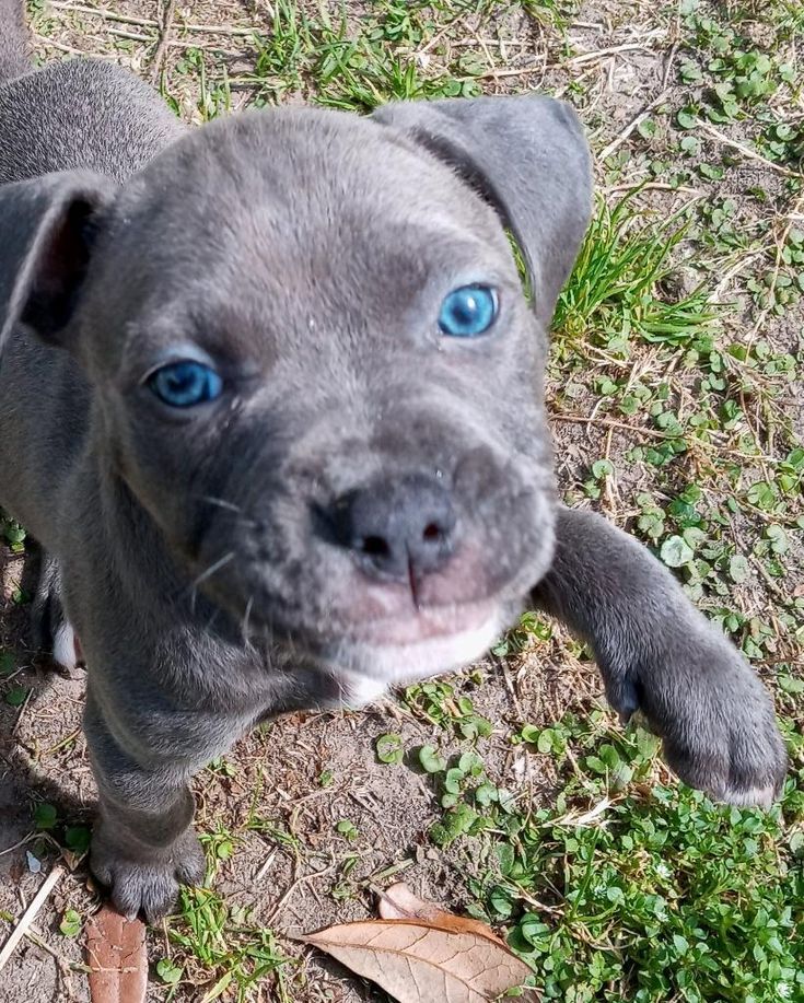 a small gray dog with blue eyes standing in the grass