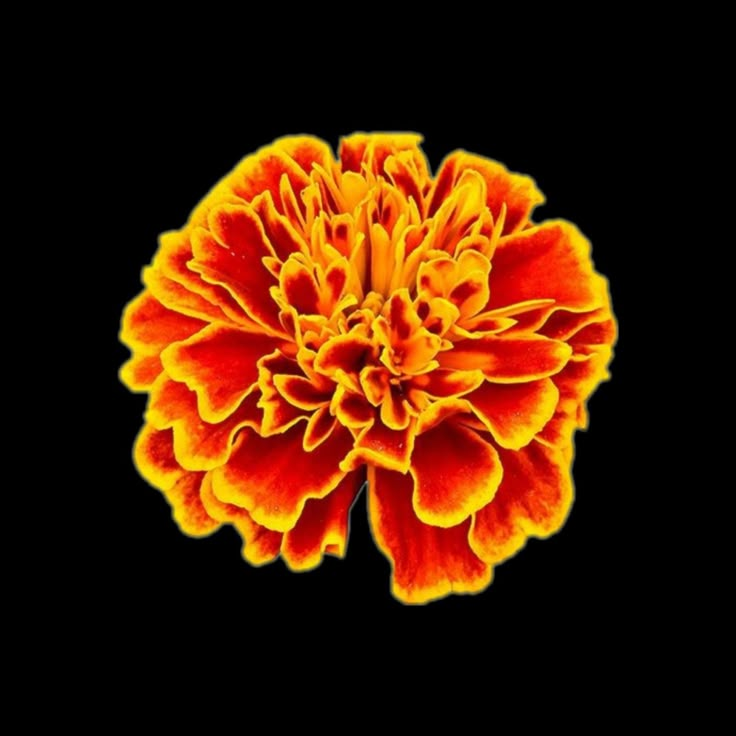 an orange and yellow flower is shown in the middle of a black background that appears to be dark