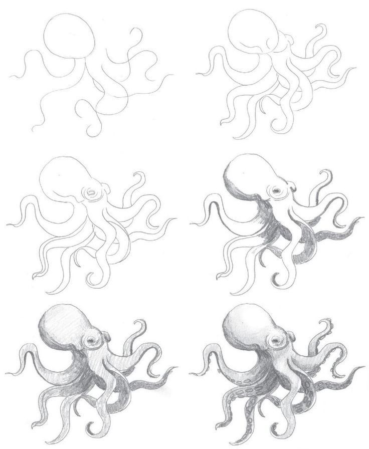 four different types of octopus drawings