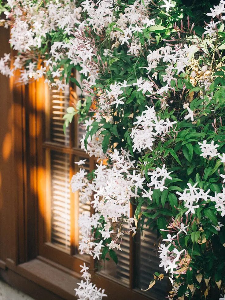 white flowers growing on the side of a building