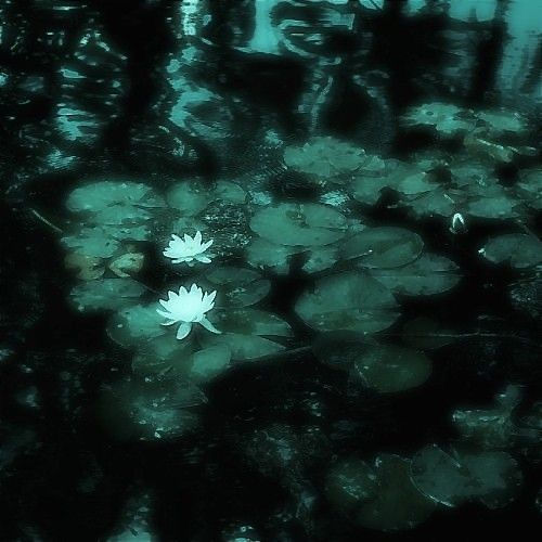 water lilies floating on the surface of a pond