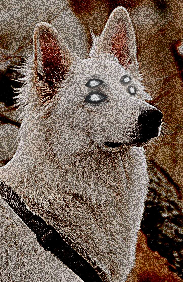 a white dog with blue eyes and black collar looking up at something in the sky