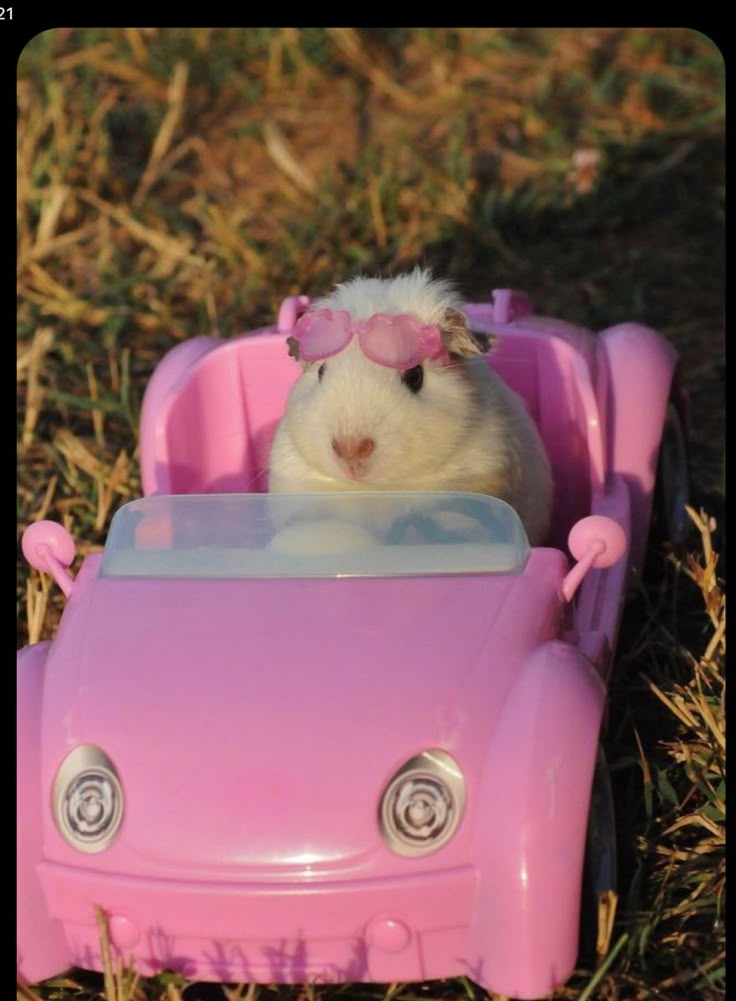 a hamster in a pink toy car on the grass with caption that reads, i'm not sure what this is