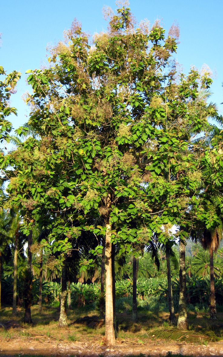 a group of trees sitting next to each other on a lush green field