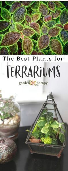 the best plants for terrariums