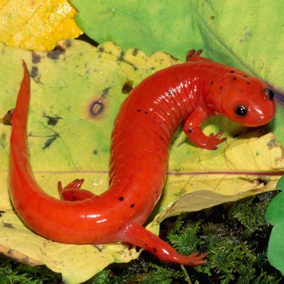 a red gecko sitting on top of a leaf covered ground next to green leaves