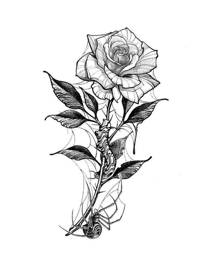 Flowers Tattoo Drawing, To Him, Spider Web Tattoo, Rose Drawing Tattoo, He Is, Flower Tattoo Drawings, Armband Tattoos, Gothic Flowers, Web Tattoo