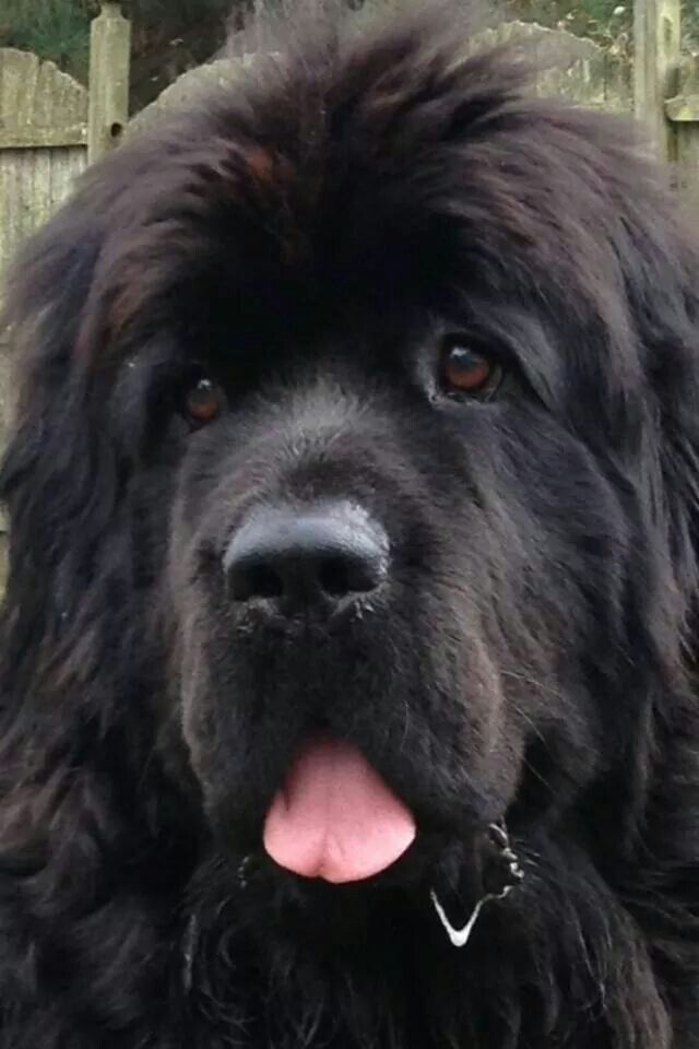 a close up of a black dog with its tongue hanging out