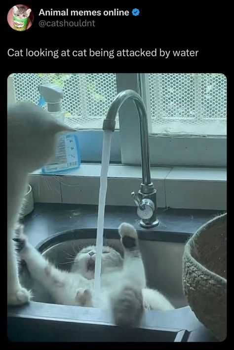 two cats playing in a sink with water running from the faucet and one cat looking at it