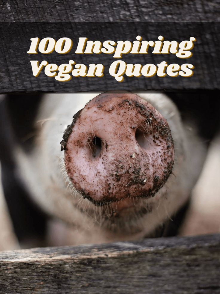 a close up of a cow behind a fence with the words, 100 inspiring vegan quotes