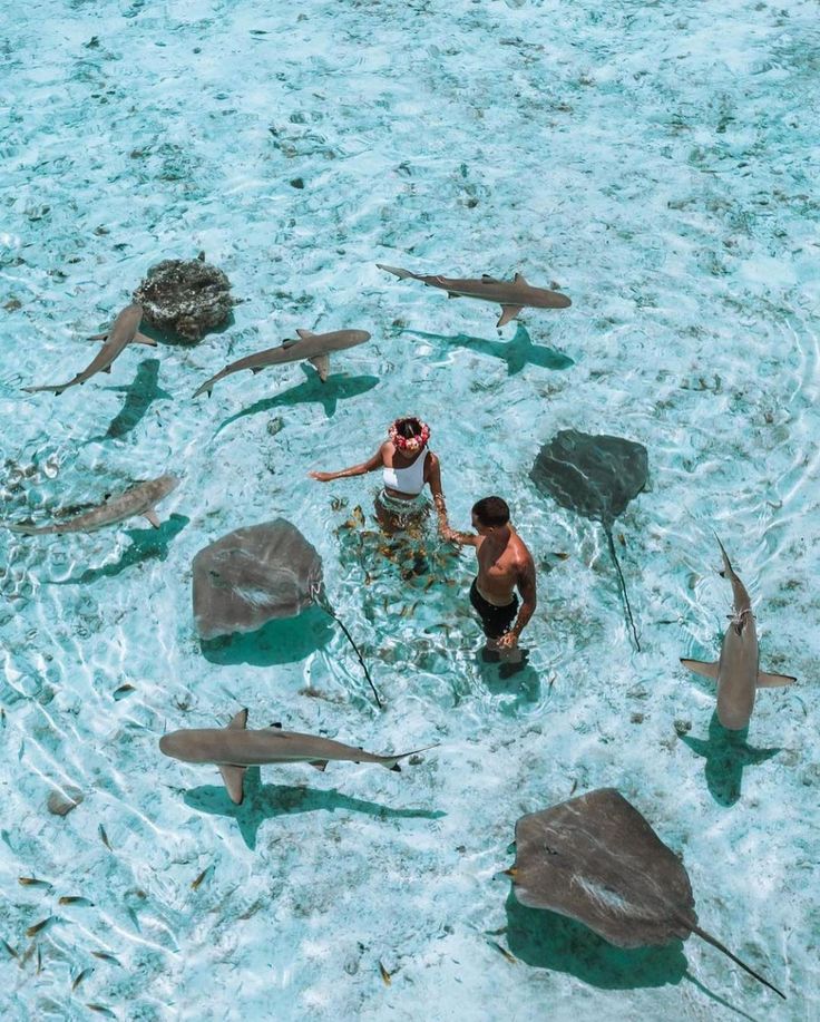 two people standing in the water surrounded by sharks