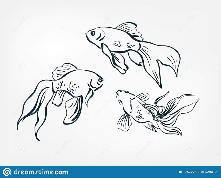 three goldfish swimming in the water