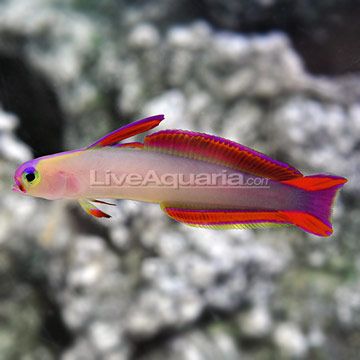 an orange and pink fish swimming in the water